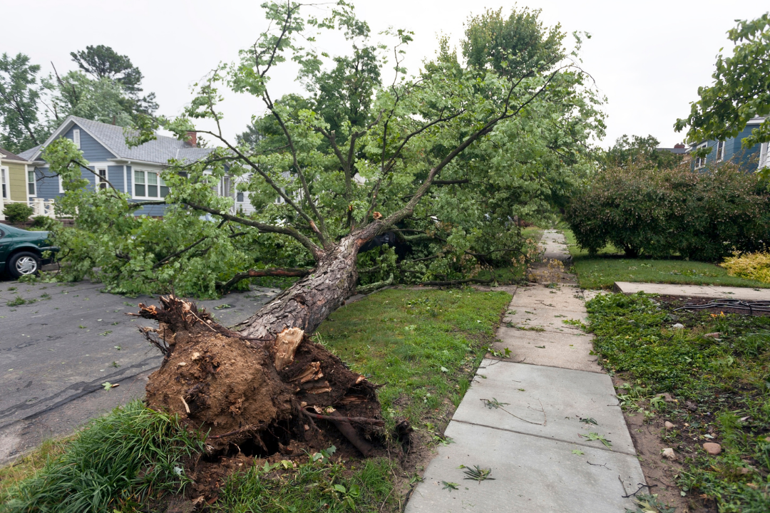Storm Debris Removal in Memphis: What Property Owners Should Know 1 Fallen Tree Storm Debris